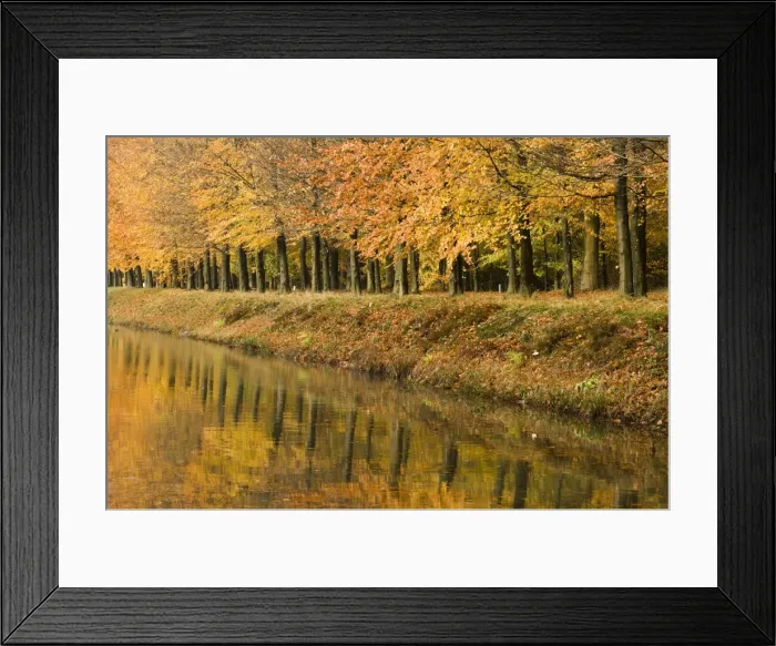 Framed Print : Beech Trees - Autumn colours - along river bank - The Netherlands, Overijssel, Ommen, Eerde estate Framed Print : Beech Trees - Autumn colours - along river bank - The Netherlands, Overijssel, Ommen, Eerde estate