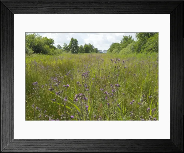 Framed Print : Marsh Thistle - flowering - The Netherlands, Overijssel Framed Print : Marsh Thistle - flowering - The Netherlands, Overijssel