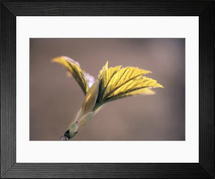 Framed Print : Sycamore Leaf Framed Print : Sycamore Leaf