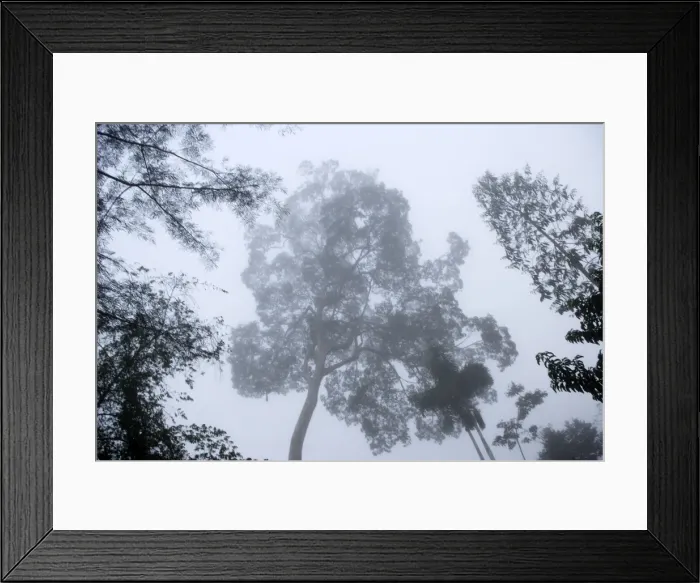 Framed Print : Tropical Rainforest - upstream from Puerto Maldonado, the Tambopata Nature Reserve (officially called the Tambopata-Candamo Reserve Zone, or TRZ) is a massive tract of humid subtropical rainforest in the department of Madre de Dios Framed Print : Tropical Rainforest - upstream from Puerto Maldonado, the Tambopata Nature Reserve (officially called the Tambopata-Candamo Reserve Zone, or TRZ) is a massive tract of humid subtropical rainforest in the department of Madre de Dios