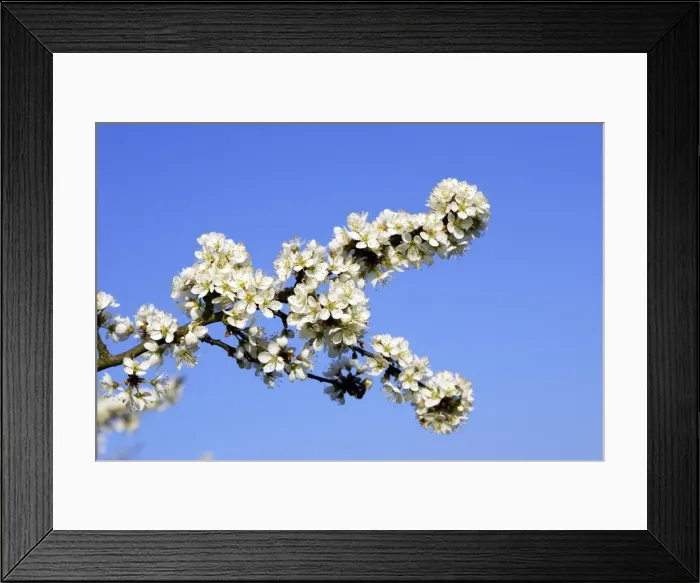 Framed Print : Blackthorn - in blossom Alsace France Framed Print : Blackthorn - in blossom Alsace France
