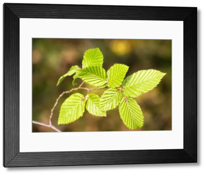 Framed Print : European Hornbeam - close-up of leaves Framed Print : European Hornbeam - close-up of leaves