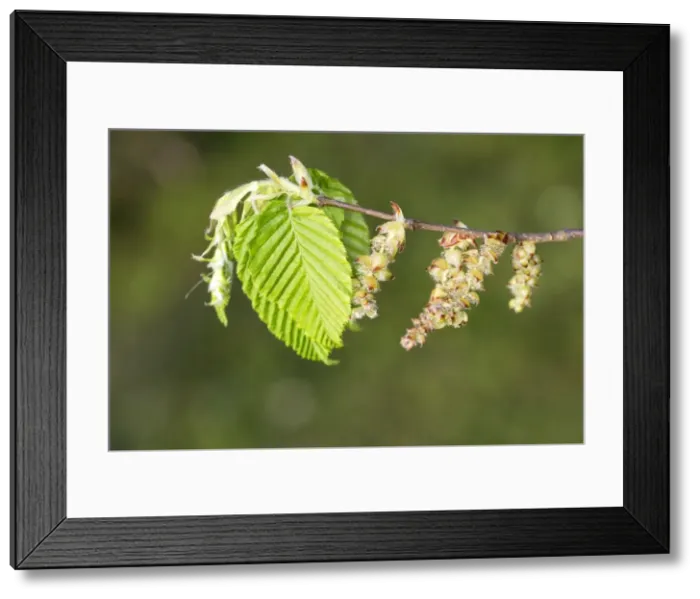 Framed Print : European Hornbeam - close-up of leaves Alsace France