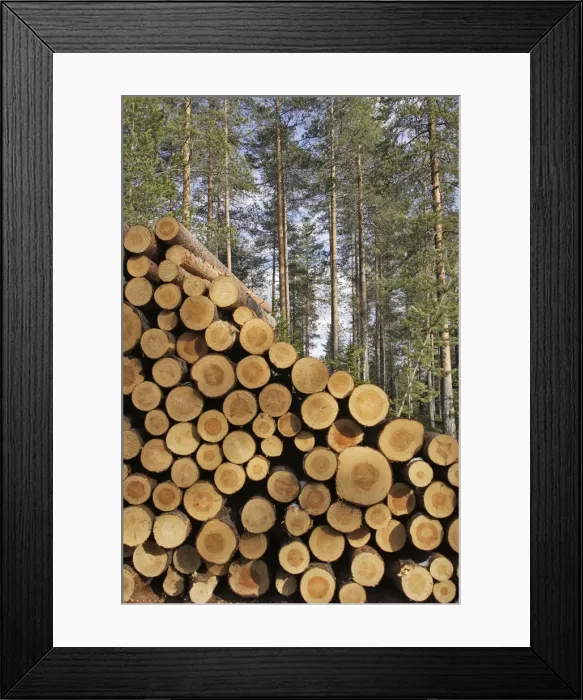 Framed Print : Finland - forest with pile of cut tree trunks Framed Print : Finland - forest with pile of cut tree trunks