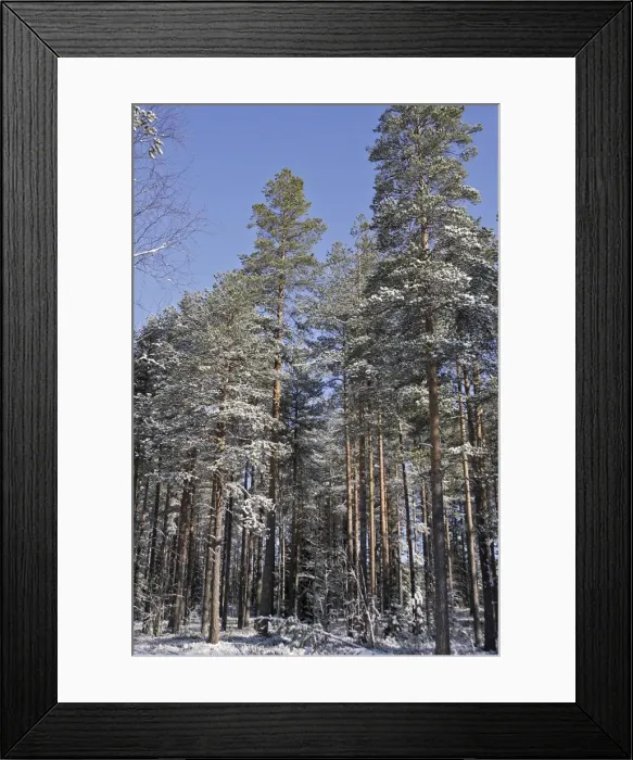 Framed Print : Finland - forest Framed Print : Finland - forest
