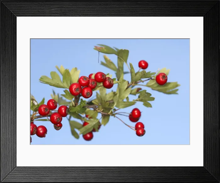 Framed Print : Common Hawthorn - with fruit. Alsace - France Framed Print : Common Hawthorn - with fruit. Alsace - France