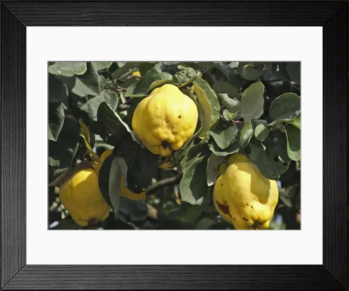 Framed Print : Quince Fruit - edible Framed Print : Quince Fruit - edible