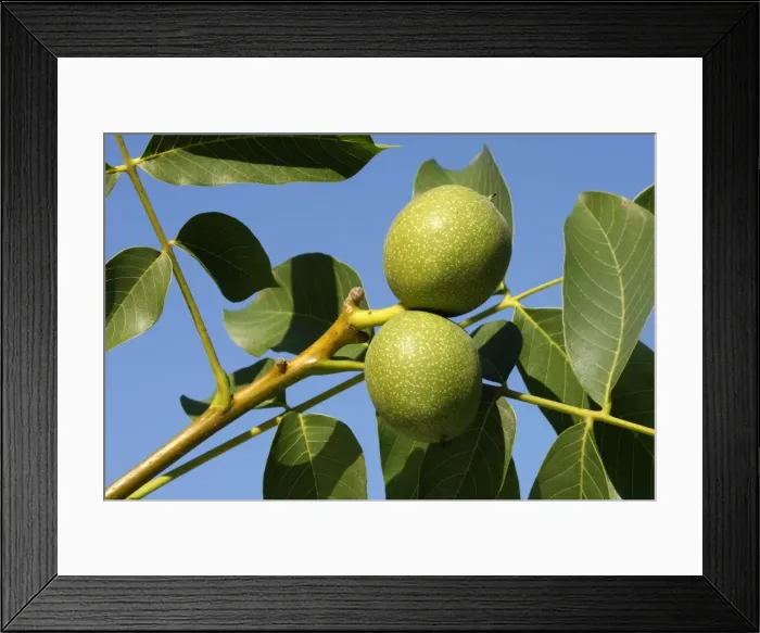 Framed Print : Common walnut / English walnut Framed Print : Common walnut / English walnut