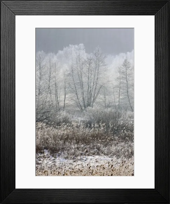 Framed Print : Marsh in winter - Marais de Chirens - February. Isere - France Framed Print : Marsh in winter - Marais de Chirens - February. Isere - France