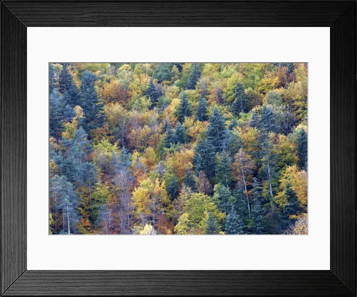 Framed Print : Mixed forest - in Autumn with Pine Poplar & Beech. Ordesa Valley - Spain Framed Print : Mixed forest - in Autumn with Pine Poplar & Beech. Ordesa Valley - Spain