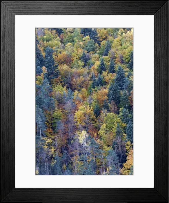 Framed Print : Mixed forest - in Autumn with Pine Poplar & Beech. Ordesa Valley - Spain Framed Print : Mixed forest - in Autumn with Pine Poplar & Beech. Ordesa Valley - Spain