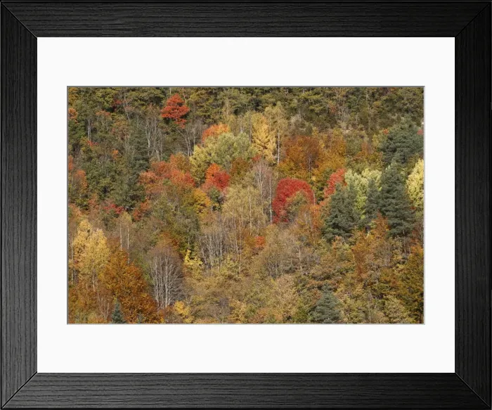 Framed Print : Mixed forest - in Autumn with Pine Poplar & Beech. Ordesa Valley - Spain Framed Print : Mixed forest - in Autumn with Pine Poplar & Beech. Ordesa Valley - Spain