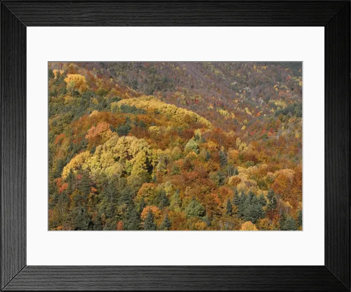 Framed Print : Mixed forest - in Autumn with Pine Poplar Oak Lime & Beech trees. Ordesa Valley - Spain
