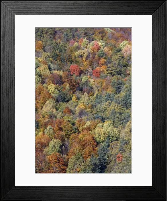 Framed Print : Mixed forest - in Autumn with Pine Poplar Oak Lime & Beech trees. Ordesa Valley - Spain Framed Print : Mixed forest - in Autumn with Pine Poplar Oak Lime & Beech trees. Ordesa Valley - Spain