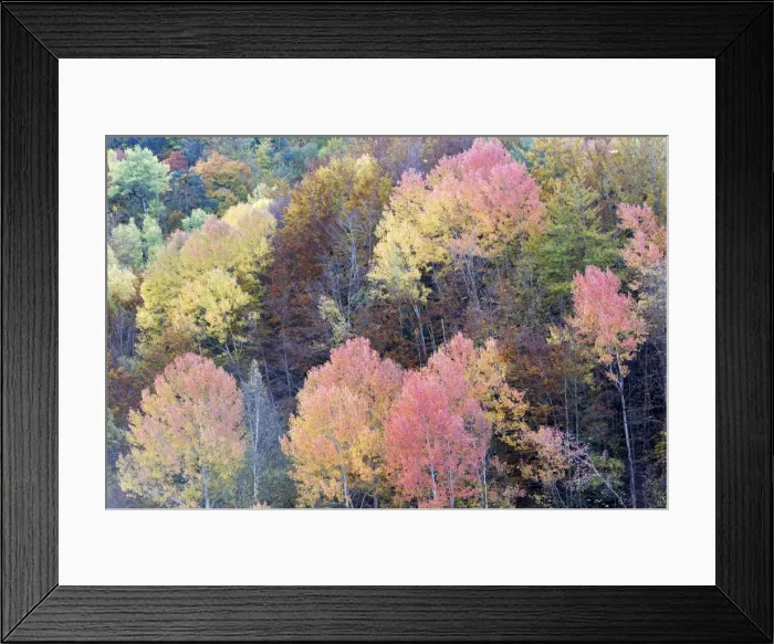 Framed Print : Mixed forest - in Autumn with Pine Poplar Oak Lime & Beech trees. Ordesa Valley - Spain Framed Print : Mixed forest - in Autumn with Pine Poplar Oak Lime & Beech trees. Ordesa Valley - Spain