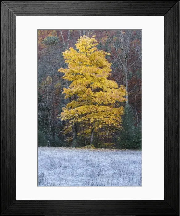 Framed Print : Maple Tree - in Autumn. Ordesa Valley - Spain Framed Print : Maple Tree - in Autumn. Ordesa Valley - Spain