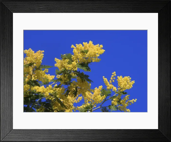Framed Print : Mimosa - flowers. France Framed Print : Mimosa - flowers. France