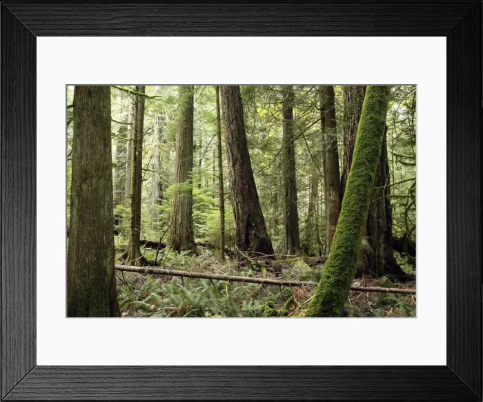 Framed Print : Temperate rainforest. Cathedral Grove Princess Royal Island - British Columbia - Canada Framed Print : Temperate rainforest. Cathedral Grove Princess Royal Island - British Columbia - Canada
