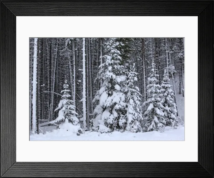 Framed Print : Spruce forest in the Rocky mountains around Jasper National Park. Alberta - Canada Framed Print : Spruce forest in the Rocky mountains around Jasper National Park. Alberta - Canada