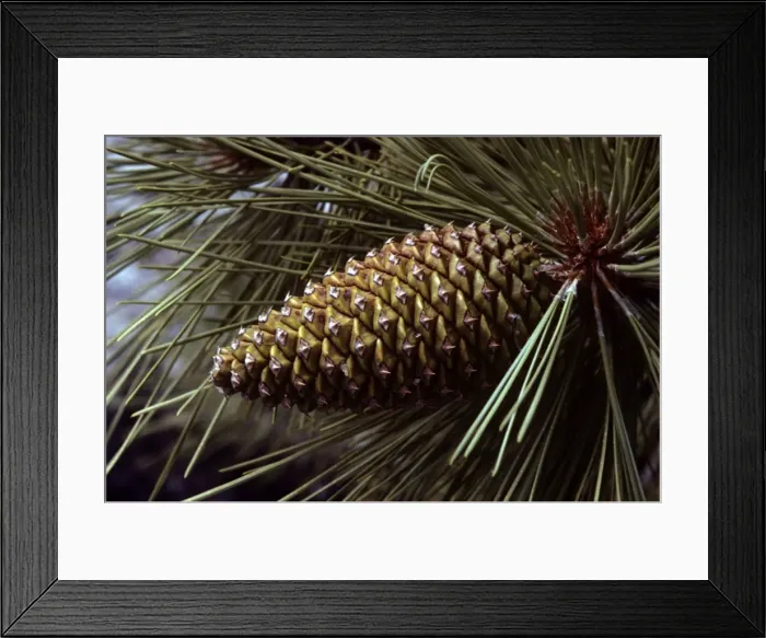Framed Print : Ponderosa Pine - cone Framed Print : Ponderosa Pine - cone