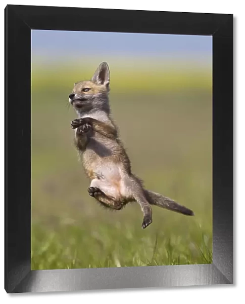 Red Fox - cub jumping in meadow - controlled conditions 12723