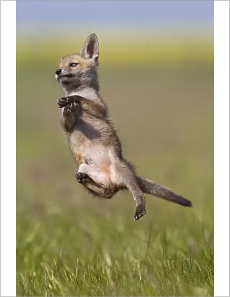 Red Fox - cub jumping in meadow - controlled conditions 12723