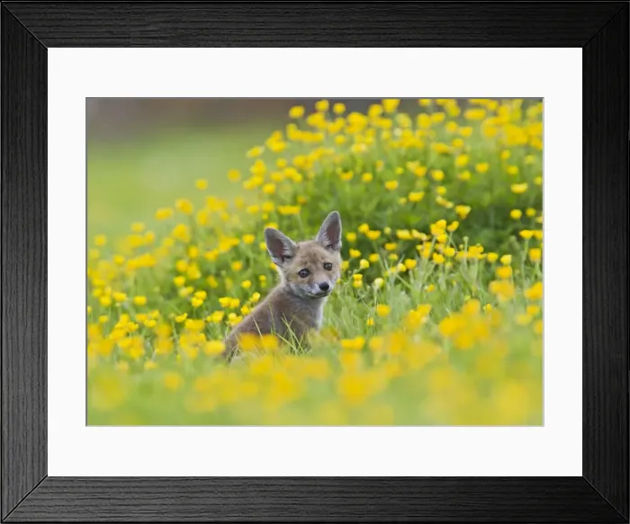 Framed Print : Red Fox - cub in buttercup meadow - controlled conditions 12740 Framed Print : Red Fox - cub in buttercup meadow - controlled conditions 12740