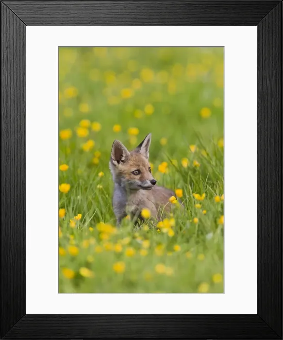 Framed Print : Red Fox - cub in buttercup meadow - controlled conditions 12760 Framed Print : Red Fox - cub in buttercup meadow - controlled conditions 12760