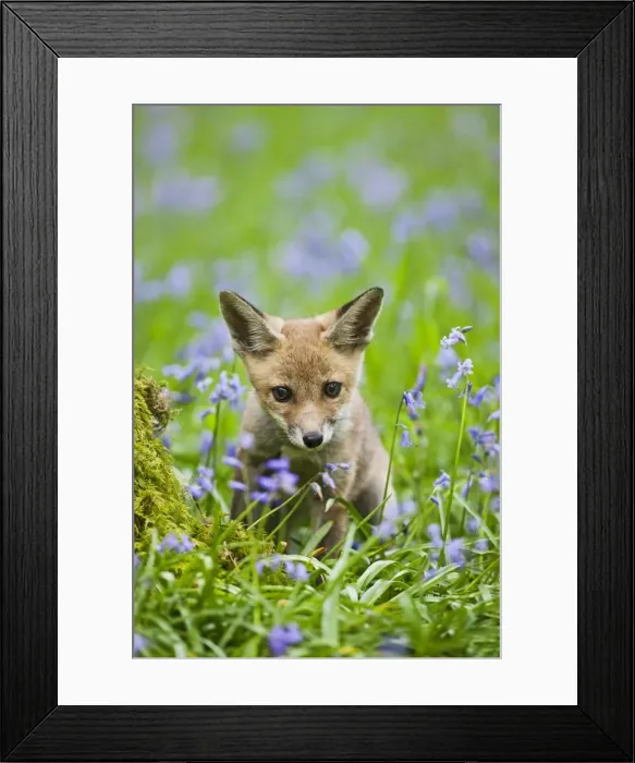 Framed Print : Red Fox - cub in bluebell woodland - controlled conditions 12797 Framed Print : Red Fox - cub in bluebell woodland - controlled conditions 12797