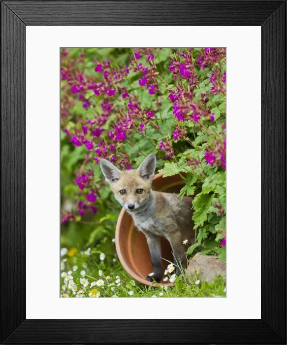 Framed Print : Red Fox - cub in flower pot - controlled conditions 12843 Framed Print : Red Fox - cub in flower pot - controlled conditions 12843
