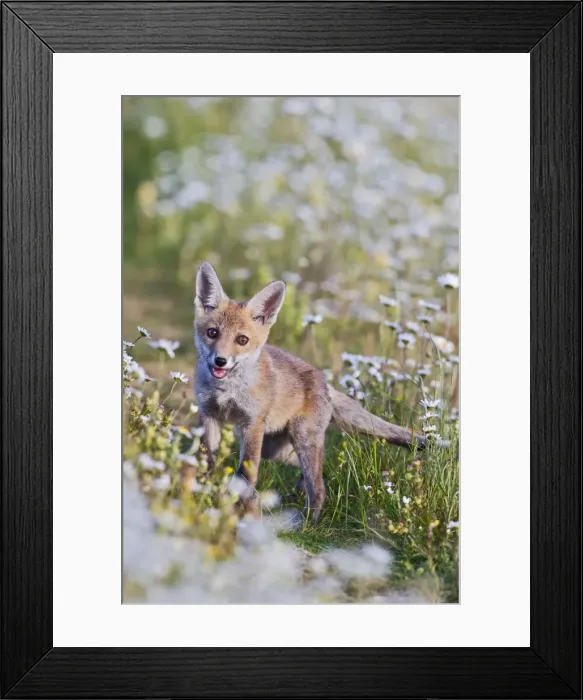 Framed Print : Red Fox - cub in wild flower meadow - controlled conditions 13084 Framed Print : Red Fox - cub in wild flower meadow - controlled conditions 13084