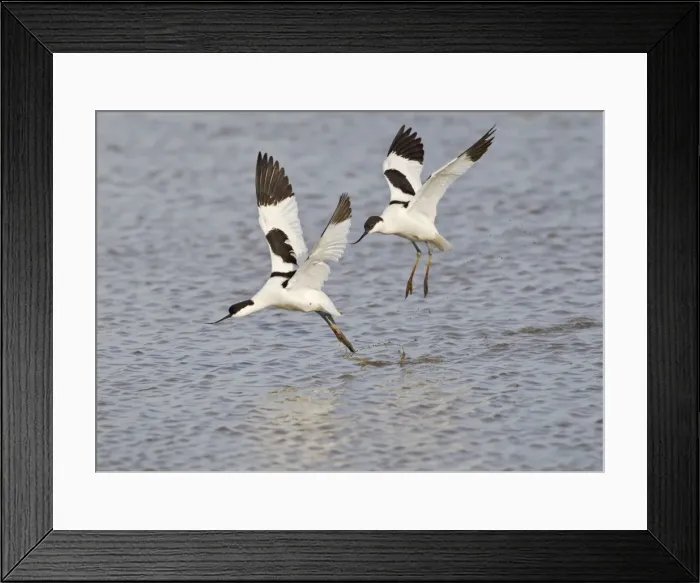 Framed Print : Avocet - courtship chase in flight - Cley - Norfolk - UK 12276