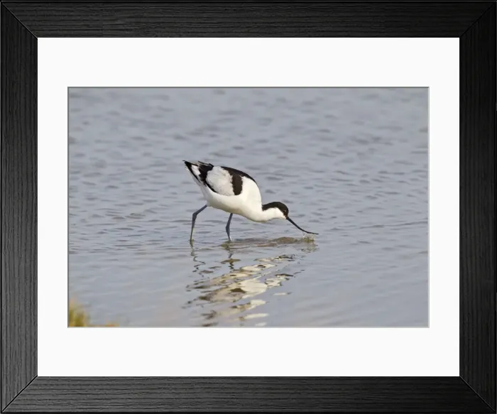 Framed Print : Avocet - feeding - Cley - Norfolk - UK 12279 Framed Print : Avocet - feeding - Cley - Norfolk - UK 12279