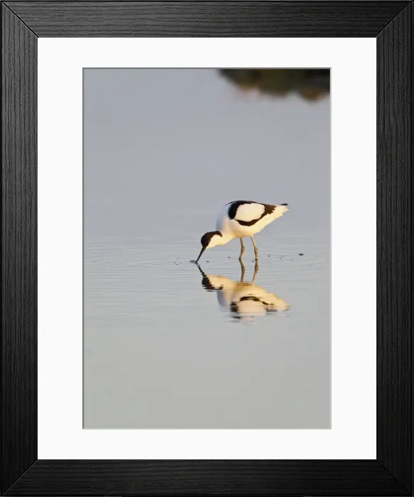 Framed Print : Avocet - feeding in early morning sun - Cley - Norfolk - UK 12288 Framed Print : Avocet - feeding in early morning sun - Cley - Norfolk - UK 12288