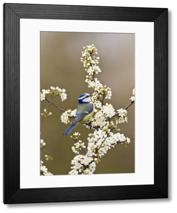 Framed Print : Blue Tit - taking flies from Blackthorn blossom - Bedfordshire - UK 12304 Framed Print : Blue Tit - taking flies from Blackthorn blossom - Bedfordshire - UK 12304