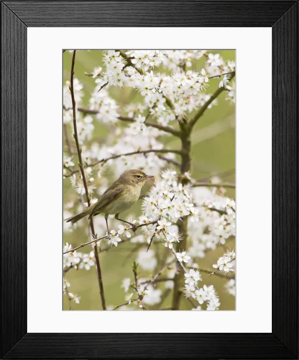 Framed Print : Chiffchaff - on Blackthorn blossom - Bedfordshire - UK 12328 Framed Print : Chiffchaff - on Blackthorn blossom - Bedfordshire - UK 12328