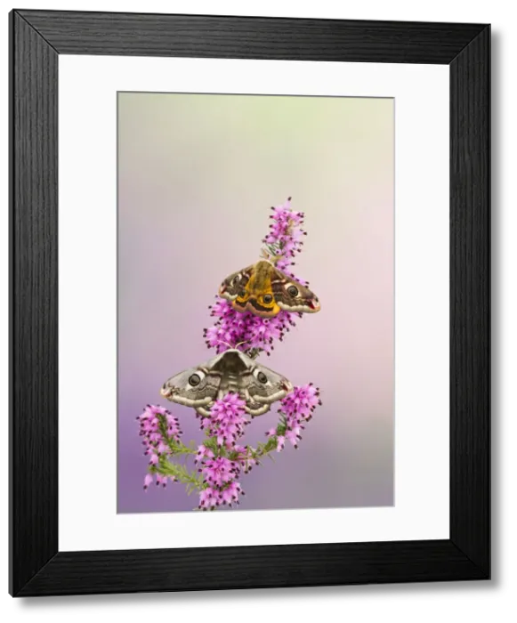 Framed Print : Emperor Moth - pair on foodplant - Bedfordshire UK 12374 Framed Print : Emperor Moth - pair on foodplant - Bedfordshire UK 12374
