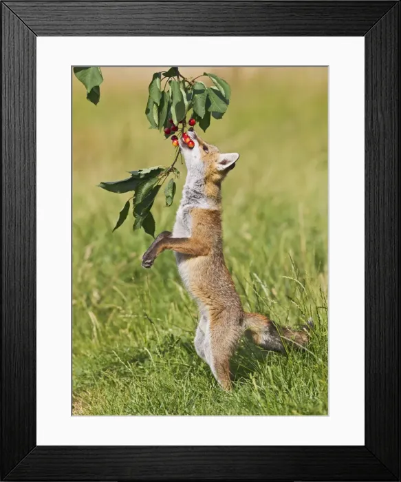 Framed Print : Red Fox - cub jumping to take cherries from tree - controlled conditions 14190 Framed Print : Red Fox - cub jumping to take cherries from tree - controlled conditions 14190