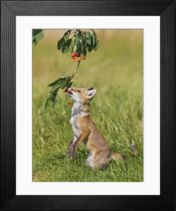 Framed Print : Red Fox - cub jumping to take cherries from tree - controlled conditions 14192 Framed Print : Red Fox - cub jumping to take cherries from tree - controlled conditions 14192