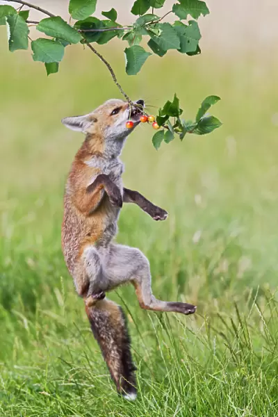 Red Fox - cub jumping to take cherries from tree - controlled conditions 14223