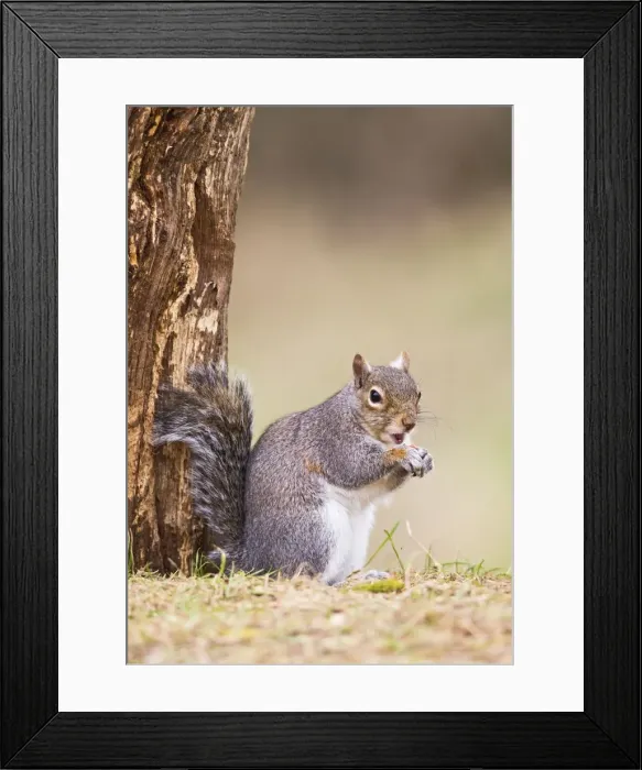 Framed Print : Grey Squirrel - feeding at base of tree - Bedfordshire UK 12577 Framed Print : Grey Squirrel - feeding at base of tree - Bedfordshire UK 12577