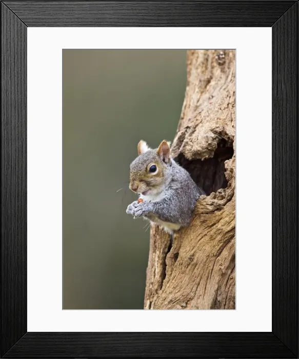 Framed Print : Grey Squirrel - looking out from hole in tree - Bedfordshire UK 12584 Framed Print : Grey Squirrel - looking out from hole in tree - Bedfordshire UK 12584