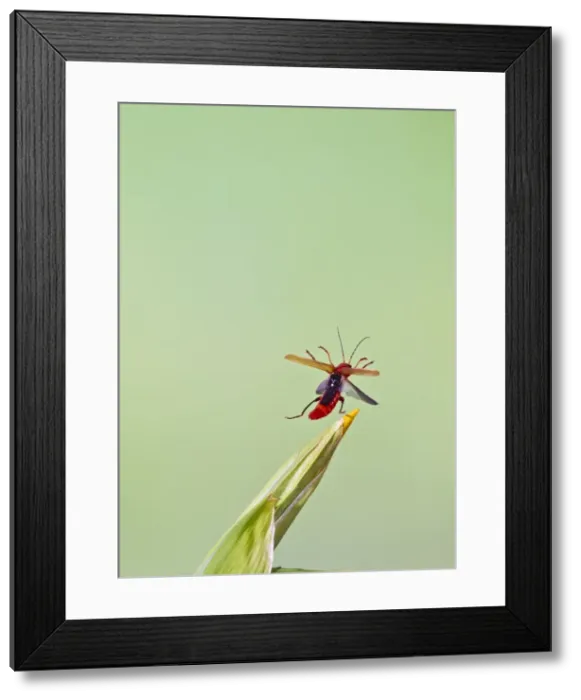 Framed Print : Cardinal Beetle - in flight taking off - Bedfordshire UK Framed Print : Cardinal Beetle - in flight taking off - Bedfordshire UK