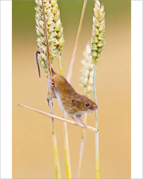 Harvest Mouse - close up in wheat - Bedfordshire UK 14398