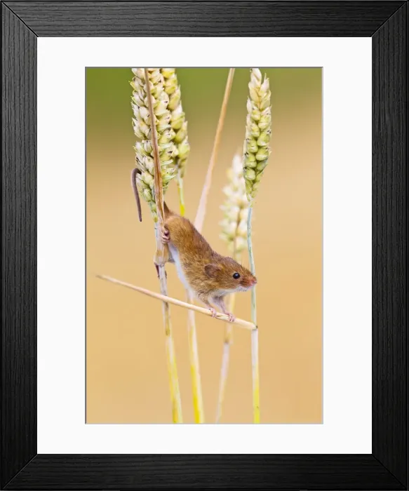 Framed Print : Harvest Mouse - close up in wheat - Bedfordshire UK 14398