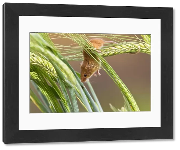 Harvest Mouse - in barley - Bedfordshire UK 14414