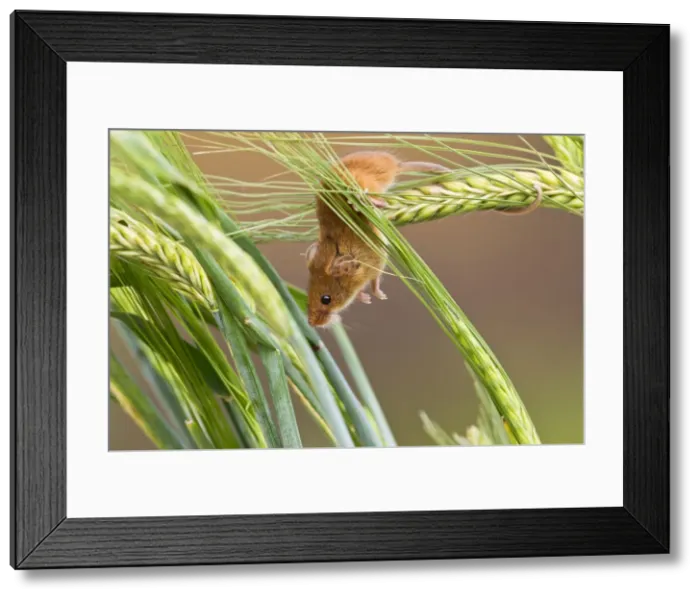 Framed Print : Harvest Mouse - in barley - Bedfordshire UK 14414