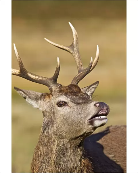 Red Deer - Stag scenting females close up - Richmond Park UK 14947