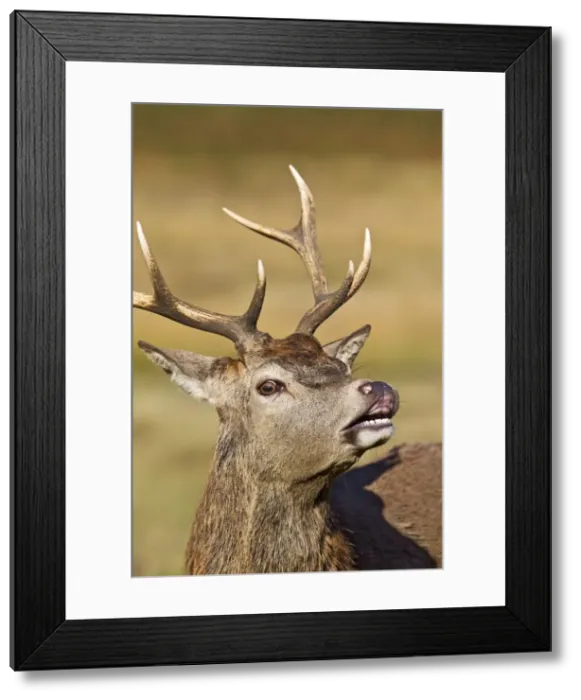 Framed Print : Red Deer - Stag scenting females close up - Richmond Park UK 14947 Framed Print : Red Deer - Stag scenting females close up - Richmond Park UK 14947
