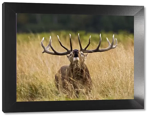 Red Deer - Stag roaring - Richmond Park UK 14953
